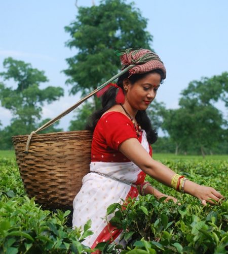 tea harvesting